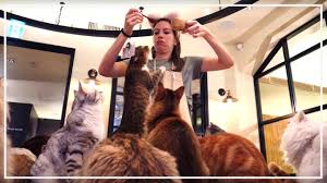 Things to do near cat cafe calico shinjuku. Visiting A Japanese Cat Cafe In Tokyo Japan Youtube