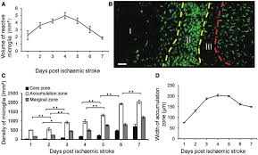 During the first few days after stroke, early complications are common. Microglial Activation And Expansion Within The First Week After Acute Download Scientific Diagram