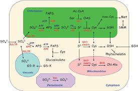 Check spelling or type a new query. Sulfur Assimilatory Metabolism In The Subcellular Compartments Of Plant Download Scientific Diagram