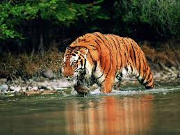 ➤ tiger images posted in animals category and wallpaper original resolution is 1920x1080px. 47 Bengal Tiger Wallpaper Desktop On Wallpapersafari