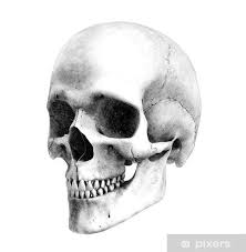 Pin By Joey Lupien On Tete De Mort Human Skull Drawing Skulls Drawing Skull Drawing