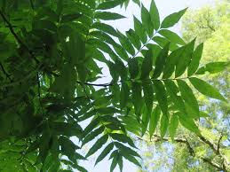 Image result for Carya illinoinensis