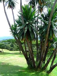 Image result for Dracaena steudneri