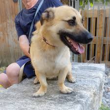 Hunde suchen ein zuhause in der schweiz. Hunde In Der Schweiz Vavro Mannlich Geb 20 02 2017 Geimpft Gechippt Und Kastiert Er Ist Ein Absolut Liebenswerter Neugieriger Und A Hunde Tierheim Rocky