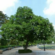 Nama saintifik :dimocarpus longan lour nama lain:mata naga kelua. Pokok Bukan Sekadar Rupa The Patriots