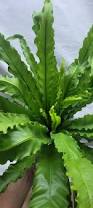 Image result for Asplenium angolense