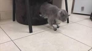 Ist das kitten auf die welt gekommen sollte man die fruchtblase aus dem gesicht entfernen damit das kleine luft kriegt. Katzen Katzenbabies Aktuelle News Bilder Infos Welt
