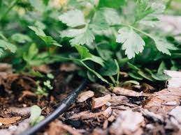 Drip irrigation supply tubing & fittings. Drip Irrigation Assembling And Installing Your System Garden Betty
