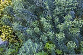 Image result for Euphorbia epicyparissias