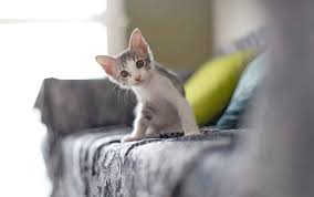 Check spelling or type a new query. 10 Tips For Kitten Proofing Your Home