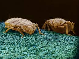 diy bedbug trap easy effective