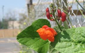 Image result for Phaseolus coccineus
