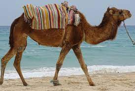 Solution for my task was easy, although not straightforward if using camel documentation Camel On Tunisia Beach Travel Off Path
