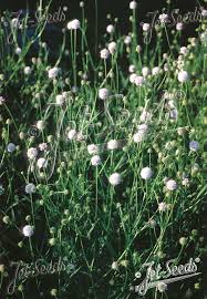 Image result for Bolusiella fractiflexa