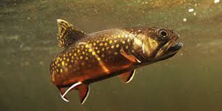 Check spelling or type a new query. Brook Trout National Wildlife Federation