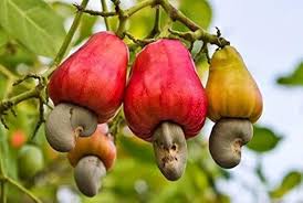 Image result for Anacardiaceae