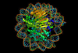 Image result for the complexity of genetic coding dna strands