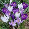 Hyacinth bulbs are simple to cultivate, they make a gorgeous house plant for christmas, but can also produce. Https Encrypted Tbn0 Gstatic Com Images Q Tbn And9gcqofun916ayumxzdxjwxo9nvhqufw0shmdwo6ocdqg8pgxh Ljz Usqp Cau