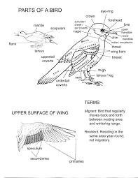 Http Rjfisherjoanides Pbworks Com F 1299709778 Parts 20of 20a 20bird 20captions 20copy 1 Jpg Homeschool Nature Study Zoology Bird Unit Study