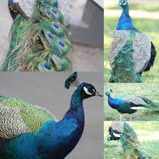 The Beautiful Peacock Roaming Freely Around The Melbourne Zoo Melbourne Australia 2011 Melbourne Zoo Melbourne Australia Beautiful