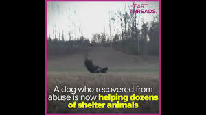 Second chance pet adoption league may 8 · now that prancer has achieved adoption and worldwide fame, the other dogs around here have been rebelling, and senior poodle misty is currently embattled in an epic duel with ray for the title of most terrible dog. Prancer The Demonic Chihuahua Has Been Adopted Wkyc Com