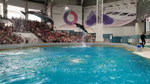 La delfinariu va fi făcut un singur antrenament cu public, la ora 11.00. Un Spectacol In Plus In Fiecare Zi De Week End La Delfinariul ConstanÈ›a IatÄƒ Noul Program Al DemonstraÈ›iilor Cu Delfini Gonext