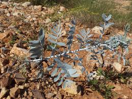 Image result for Fabaceae subfamily Caesalpinioideae