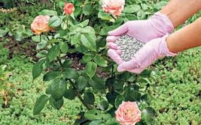 How to prepare a rose garden. Babo2qfhbgplpm