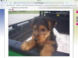 He was a very good watch dog, but i'm not sure if he would have made a guard dog. Airedale Terrier For Sale Craigslist