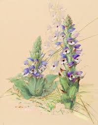 Image result for Disa cornuta