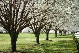 Check with a trusted nursery in your area to discover which variety grows best. Pear Trees Buying Growing Guide Trees Com