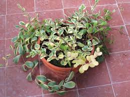 Image result for Kalanchoe manginii