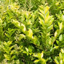 Image result for Ligustrum