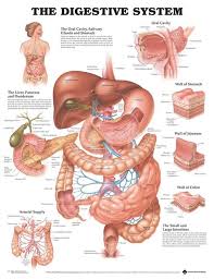 The Digestive System Anatomical Chart Laminated Poster