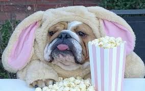 See more ideas about bulldog, english bulldog, bulldog puppies. 14 Dog Halloween Costumes Every Bulldog Parent Needs Englishbulldog