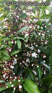 Image result for Clerodendrum abilioi