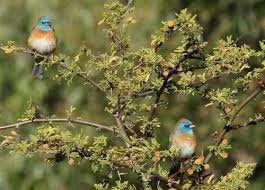 Image result for Passerina montana