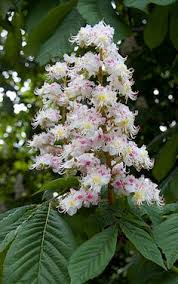 2,479 likes · 144 talking about this · 227 were here. 17 Horse Chestnut Tree Ideas Horse Chestnut Trees Chestnut Trees Chestnut Horse