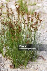 Image result for Juncaceae