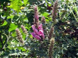 Image result for Vernonia kirungae