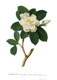 Kew Gardens Diamond Jubilee Royal Anniversary Collection Flower Illustration Botanical Drawings Botanical Flowers