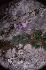 Image result for Streptocarpus hirticapsa
