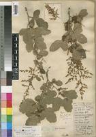 Image result for Searsia tenuinervis