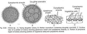 Volvox Occurrence Features And Life Cycle