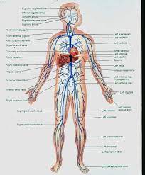 Human Veins Human Body Diagram Body Diagram Arteries Anatomy