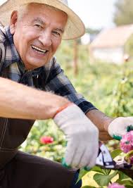 Seniors Festival Program