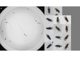 You've been given a $20 gift card and a challenge: Cell Types And Neuronal Circuitry Underlying Female Aggression In Drosophila Elife