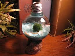 Marimo Aqua Garden Underwater Terrarium With By Midnightinseattle 26 00 Japanese Moss Balls Terrariums Kits Marimo