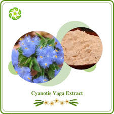 Image result for Cyanotis vaga