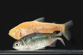Check spelling or type a new query. Hohlenfische Haben Weniger Zellen Des Angeborenen Immunsystems
